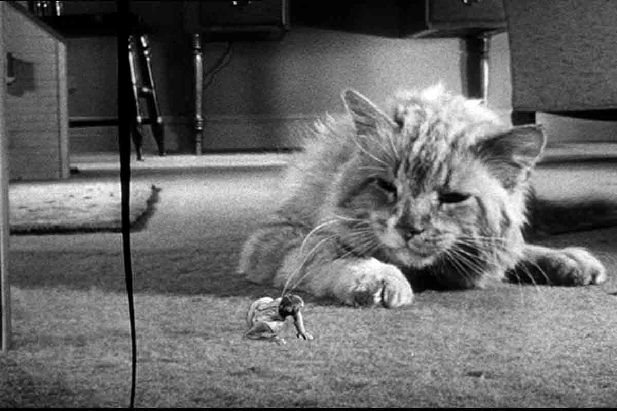 Scene from The Incredible Shrinking Man 1957